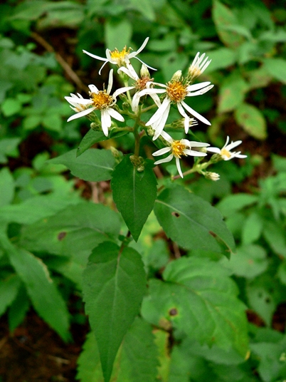 {Eurybia divaricata}